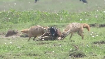 A pair of African Golden Wolves chewing on a newborn Wildebeest