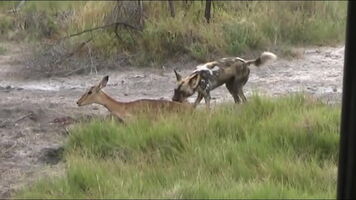 Seriously WTF is up with African wild dogs.