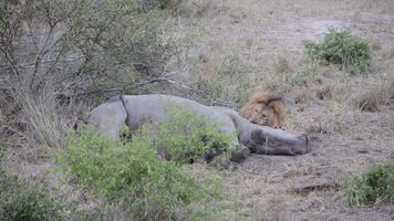 Rhino getting eaten alive by a Lion