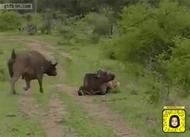 Lion Flipping