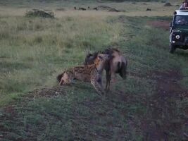 Hyena munching on a young Wildebeest