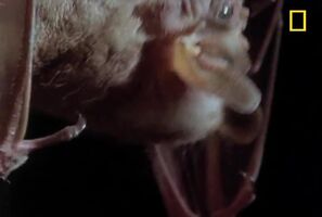 Woolly False Vampire Bat killing a Wrinkle-faced Bat and eating its face