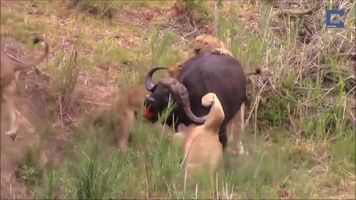 Lion gets impaled by a buffalo